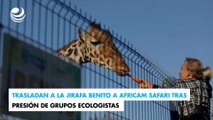 Trasladan a la jirafa Benito a Africam Safari tras presión de grupos ecologistas