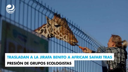 Trasladan a la jirafa Benito a Africam Safari tras presión de grupos ecologistas