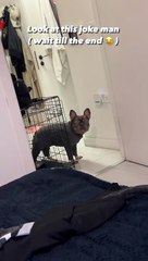 Frenchie Gets Put in Time-Out