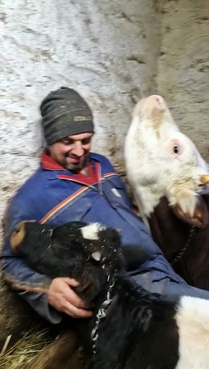 Cows Cuddle With Their Favorite Person
