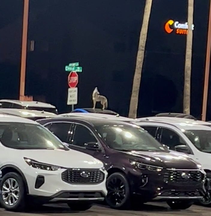 Coyote on Car Welcomes Security Guard to His Shift