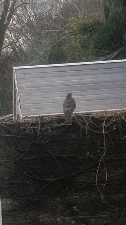 Sparrow Hawk.