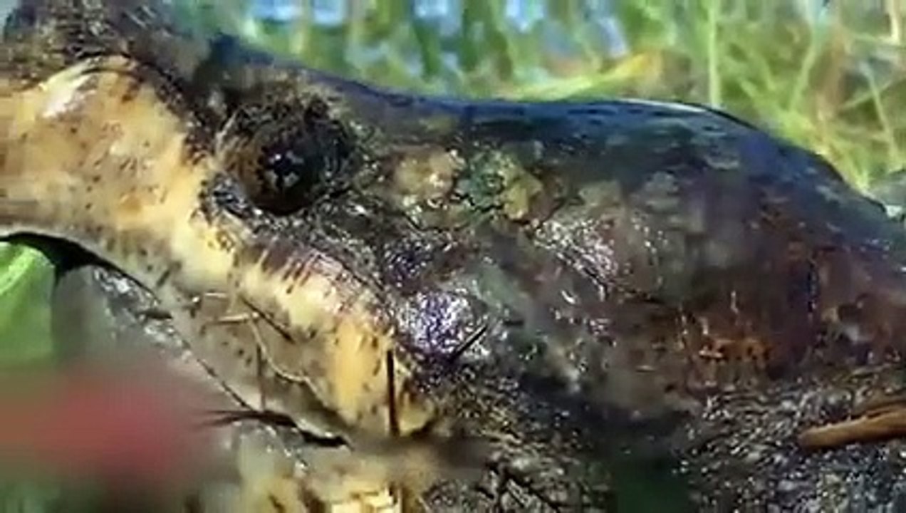 prey animals