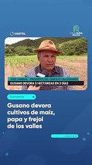 Gusano devora cultivos de maíz, papa y frejol de los valles