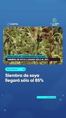 Siembra de soya llegará sólo al 85%