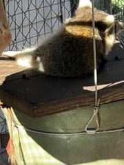 Chunky Raccoon Gets Stuck