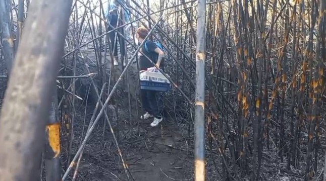 Rescatan varias especies de animales tras incendios en Bucaramanga