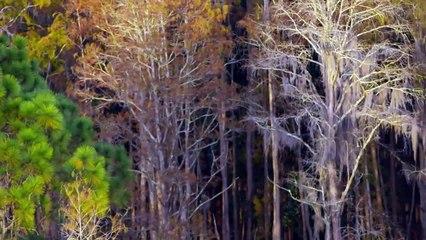 ID DISCOVERY - SEGREDOS DO PÂNTANO  - A SANGUE FRIO - T2 EP10