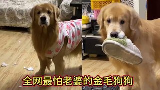 怕老婆的金毛，老婆一個眼神，動都不敢動，被主人無情嘲笑  This golden retriever is afraid of his wife. He doesn’t dare to move even if his wife looks at him. He is mercilessly laughed at by his owner.