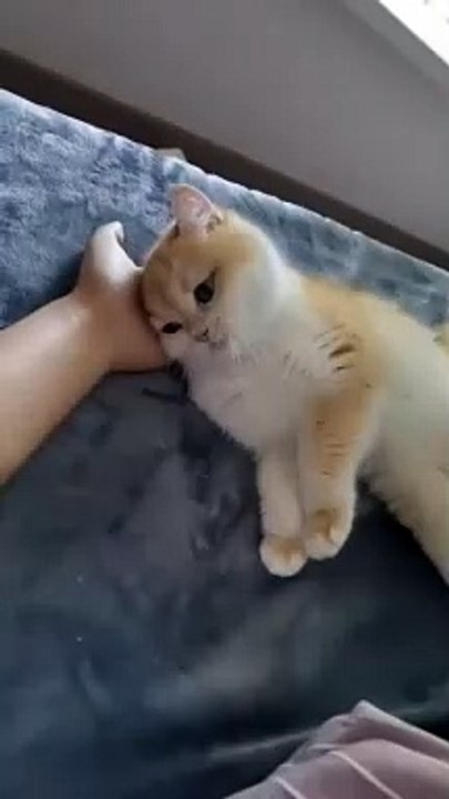 funny cat9