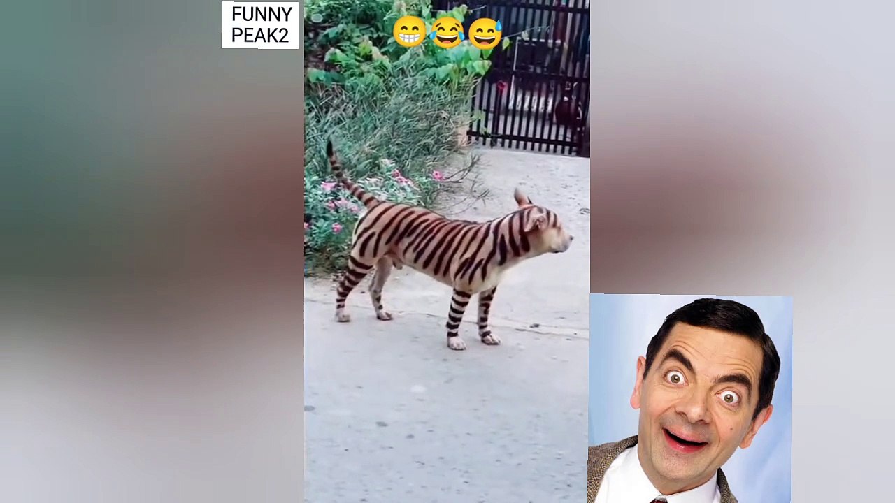 WATCH: STREET DOG LIKE A TIGER
