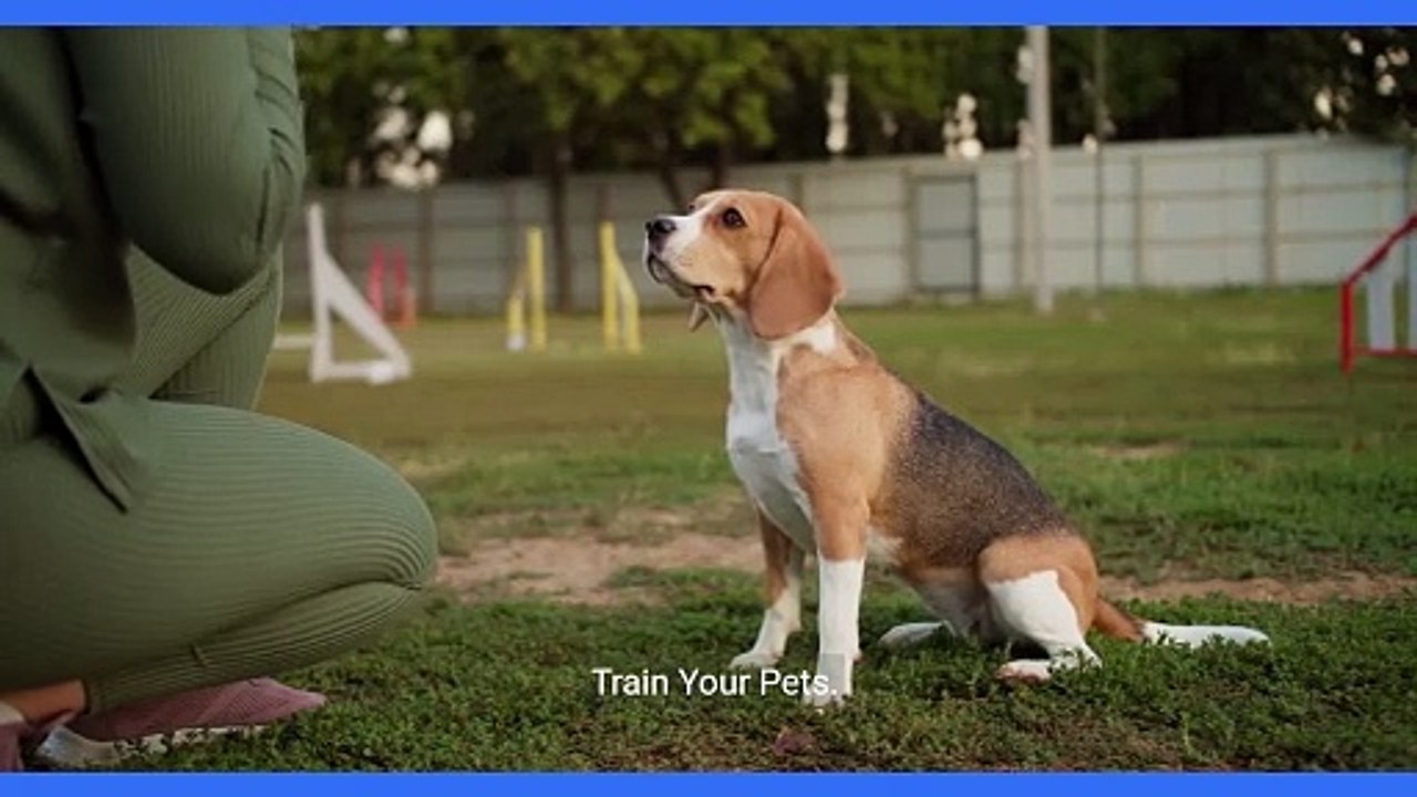 Expert Tips and Tricks: Keeping Your Carpets Clean with Pets at Home