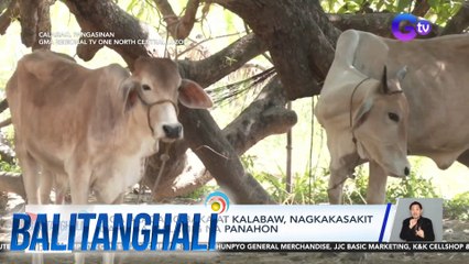Mga alagang baka at kalabaw, nagkakasakit dahil sa malamig na panahon | BT