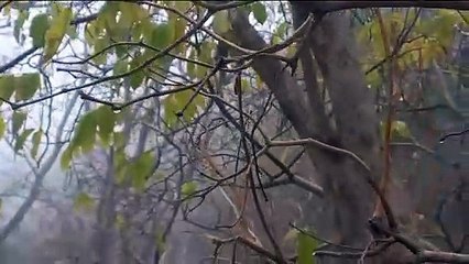 पहाड़ों पर हो रही है बरसात, पत्तों से टपक रही है औंस की बूंदें, देखे वीडियो