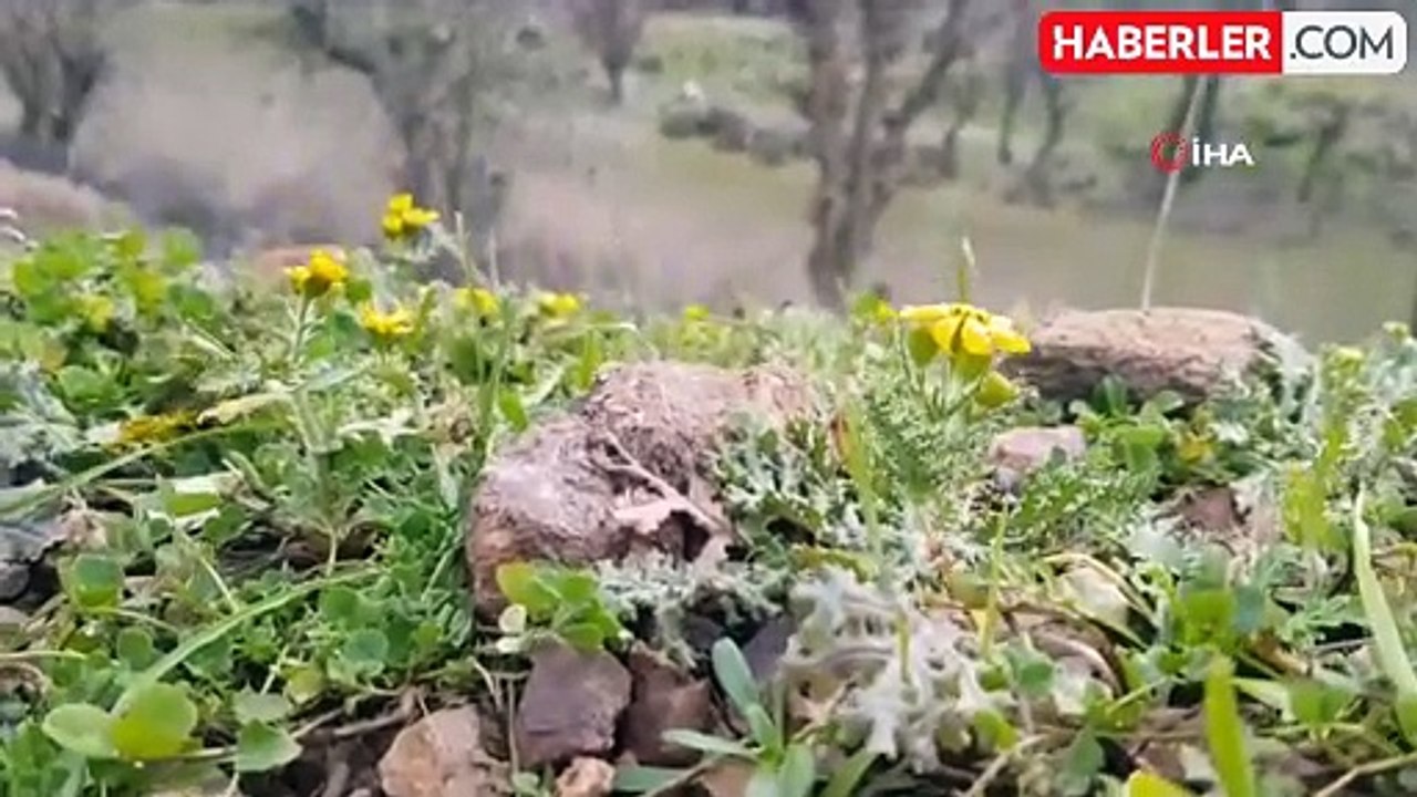 Baharın müjdecisi sardalya çiçeği kış mevsiminde açtı