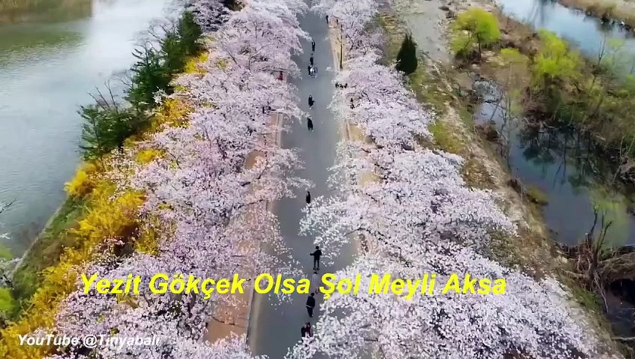 Bir Mümin Kızını Yezite Verirse- Şah İsmail Hatai