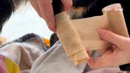 Sur TikTok, elle partage son astuce pour protéger les pattes de son chien de la neige