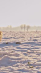 ECTLS - À quelle température un chien a-t-il froid ?