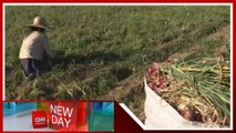 Onion importation suspended as prices drop