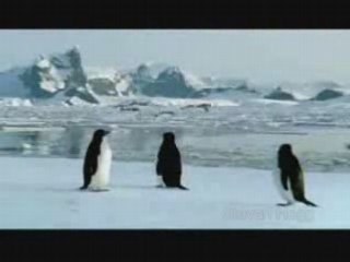 Penguins Can Fly Amazing