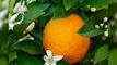 Orange Blossom Tree/Beautiful orange flower#orange#orange blossom