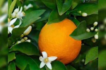 Download Video: Orange Blossom Tree/Beautiful orange flower#orange#orange blossom