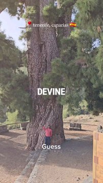 parc du teide, tenerife, Canaries, Espagne, arbre de 800 ans