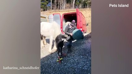 These Funny and Cute Horses Will Change Your Mood For Good