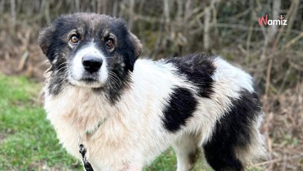 Sauvée d'une fourrière en Roumanie, cette chienne très calme aimerait découvrir la vie dans une vraie famille