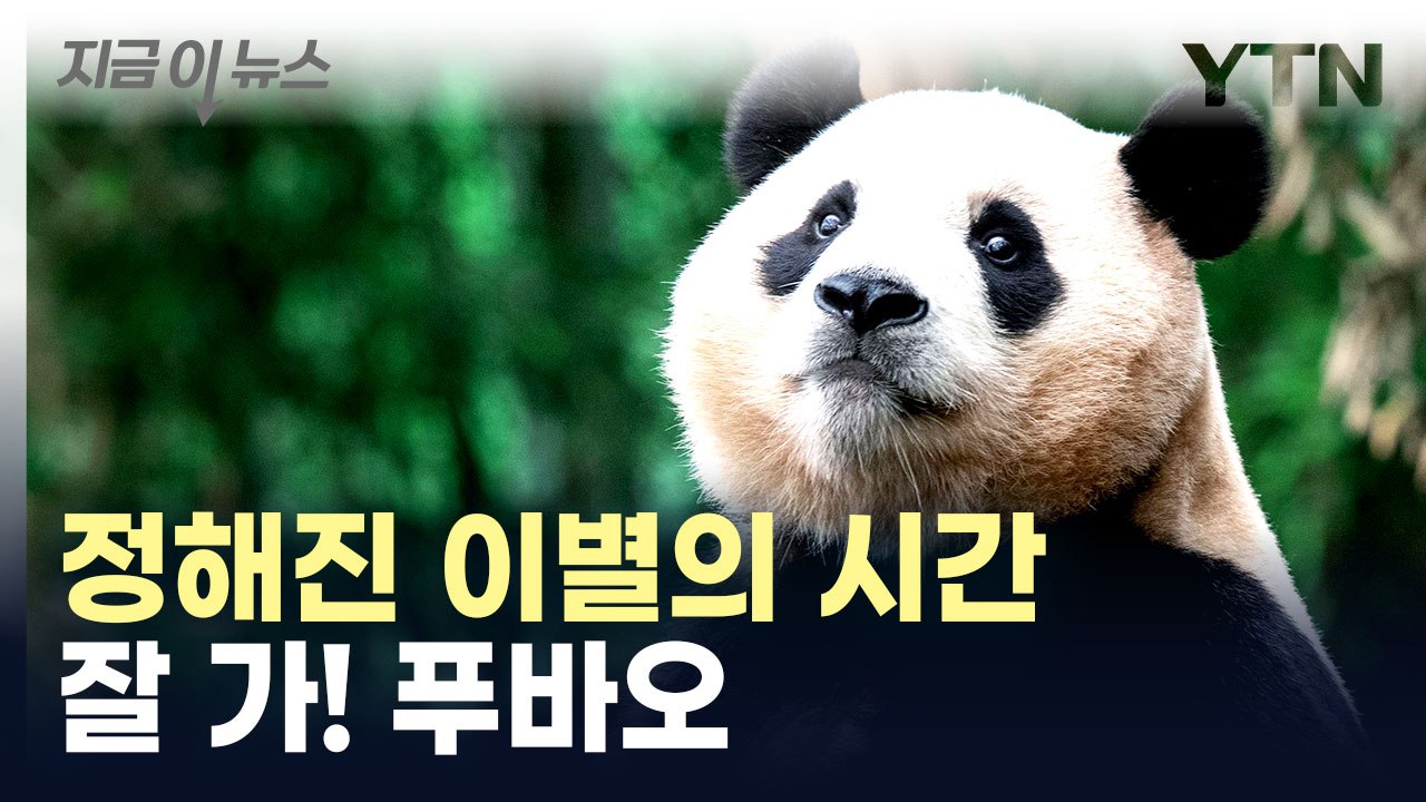 '푸바오' 4월 중국으로 떠난다... 3월 초까지만 일반 공개 [지금이뉴스]  / YTN