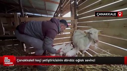 Çanakkaleli keçi yetiştiricisinin dördüz oğlak sevinci