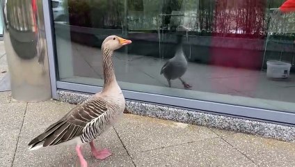 Goose has a gander in Milton Keynes