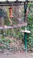 Rats filmed climbing and eating from Castleford bird feeder