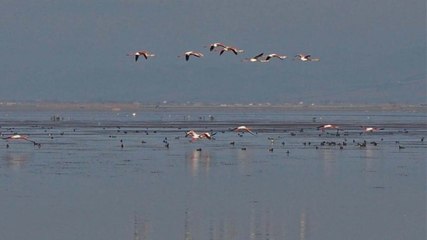 Kuruyan Marmara Gölü'ne son yağışlar umut oldu