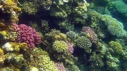 Colorful Reef, lighthouse,Dahab