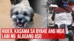Rider, kasama sa byahe ang mga labi ng alagang aso | GMA Integrated News