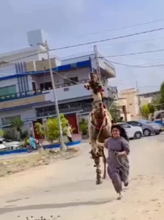 Camel dance