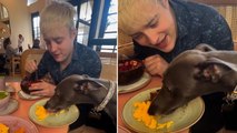 Gemma Collins shares video of her dog sat at restaurant table tucking into full meal