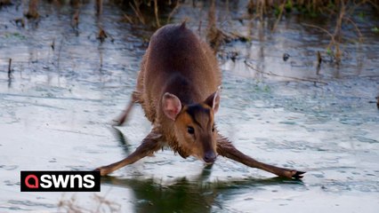 Watch a Muntjac Deer Ice-Skate Across a Frozen Brook ❄️