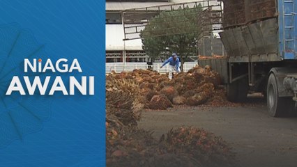 RM100 juta untuk pekebun kecil tanam semula sawit