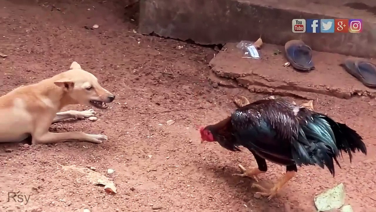 rooster vs dog