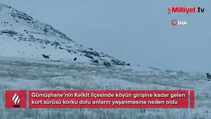 Köye inen kurt sürüsü korku dolu anlar yaşattı
