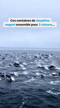 Un impressionnant groupe de dauphins !