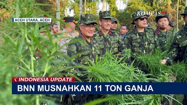 Temukan 3 Titik Ladang Seluas 2 Hektare di Aceh Utara, BNN Musnahkan Total 11 Ton Ganja Basah!
