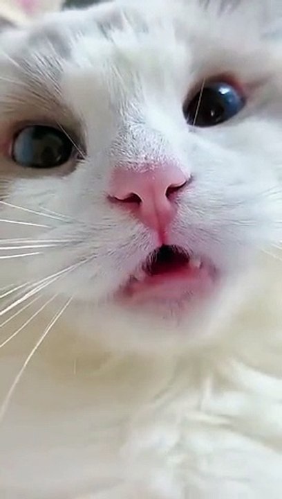 #shorts cat meme & kitten (tik tok video] - funny cats meow baby cute compilation [cat-cash home)