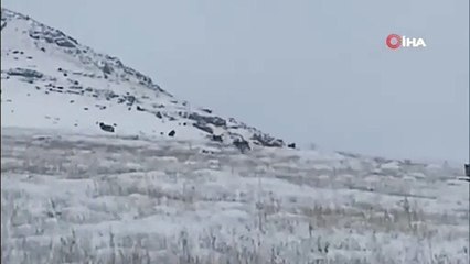 Gümüşhane’de kurt sürüsü köye indi! Halk korku içinde