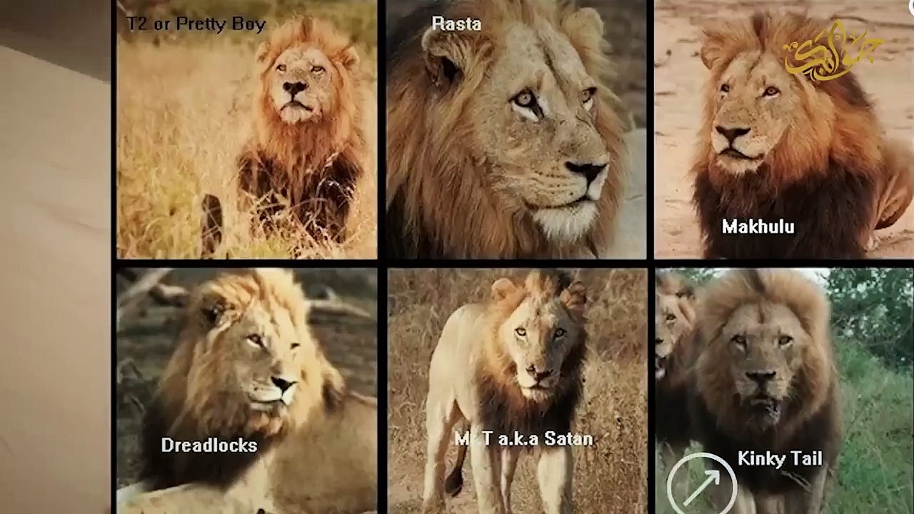 The fiercest and most dangerous group of lions in history! ..The group that eliminated the brutal Mapogo group!