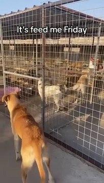 War Paws, a charity rescuing animals in war-torn areas, has over 700 dogs to feed every day