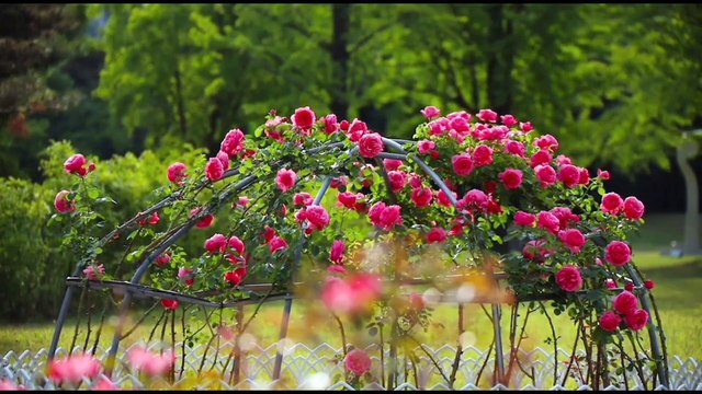 Deli deli oldum/ def ile