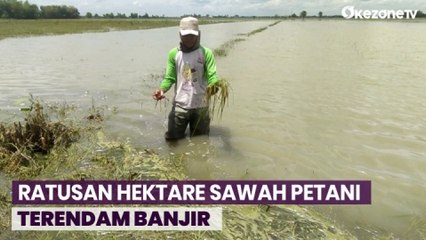 Hujan Deras, Ratusan Hektare Sawah Petani Terendam Banjir di Jombang